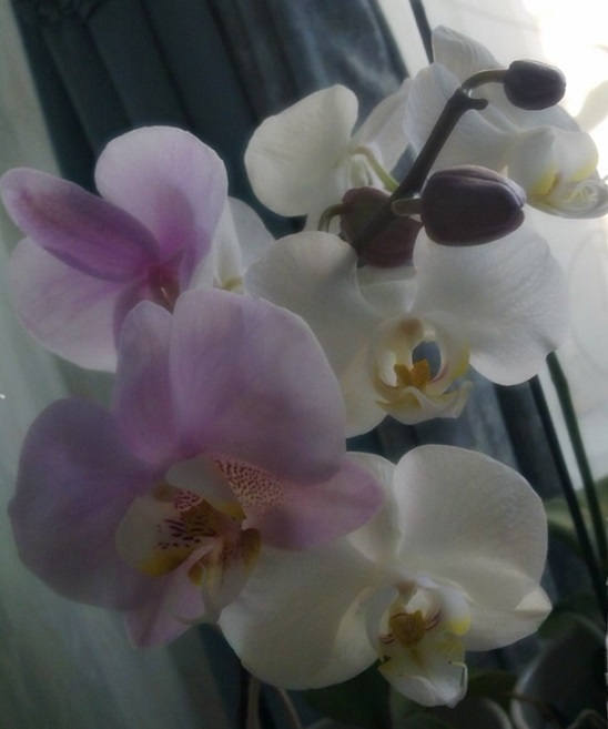 MOJE ORCHIDEE
