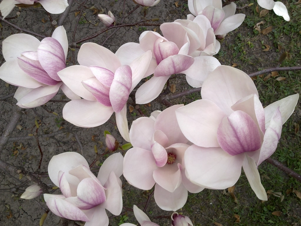 magnolie_BA_big_bv_orig