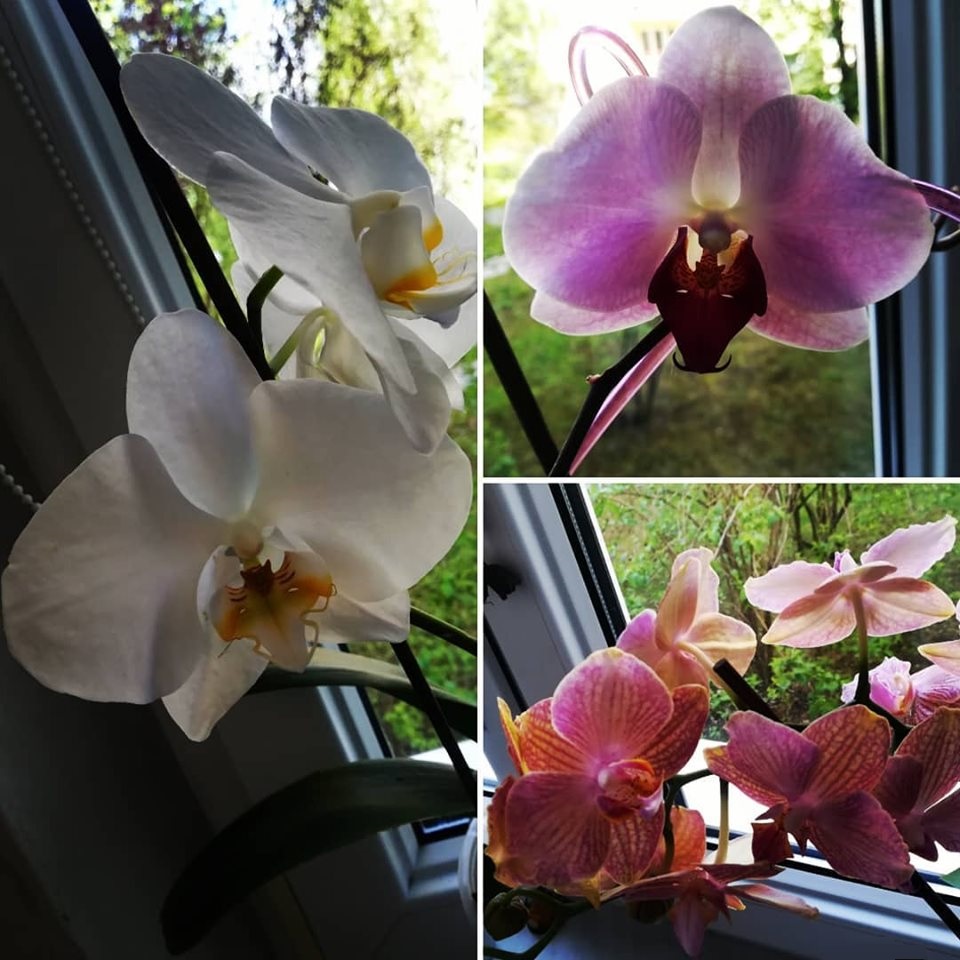 MOJE ORCHIDEE
