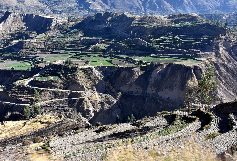 KANION COLCA