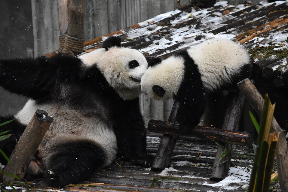 PANDY Z CHENGDU