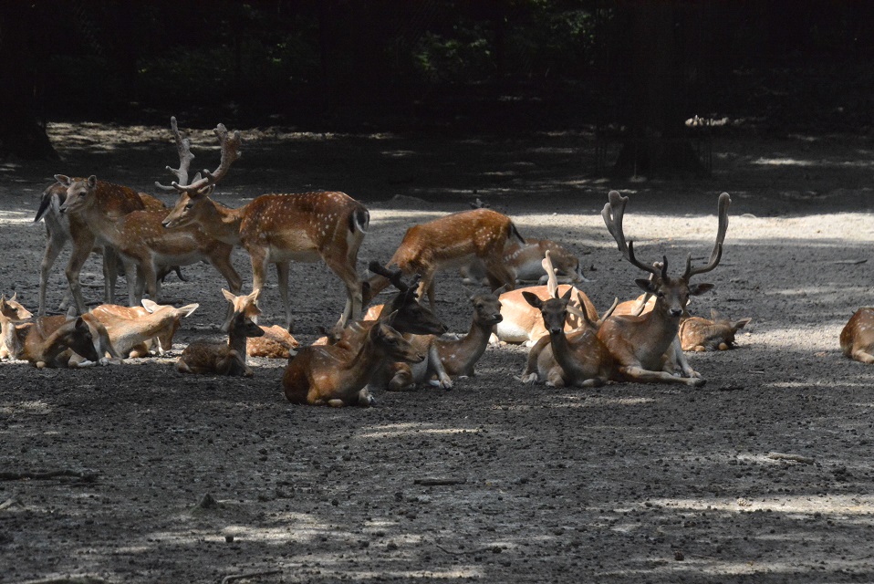 ZWIERZĘTA Z KRAKOWSKIEGO ZOO