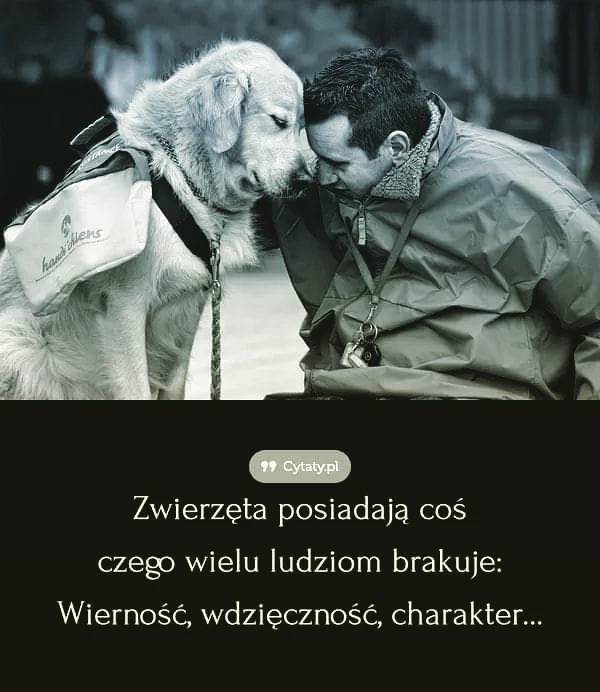 ADOPTUJ MIŁOŚĆ - DLACZEGO WARTO DAĆ DOM ZWIERZĘCIU